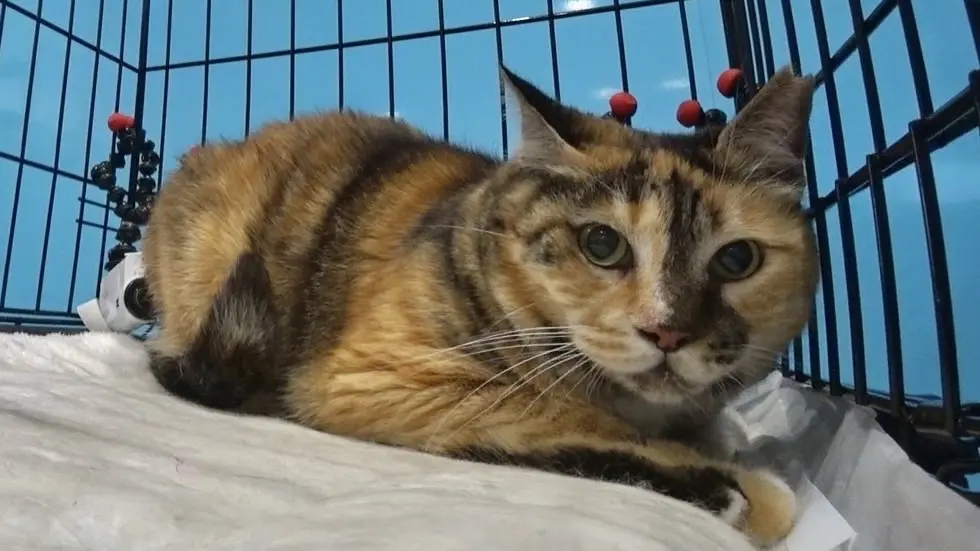 ◆みーちゃん◆ 二子山親方の預かり猫・みーちゃんがついに外の世界へ！加速する