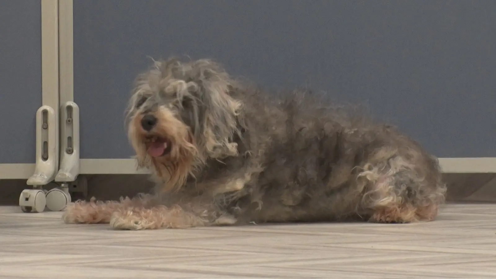 動かない犬 1_8cbf739c-1b0e-4fe9-842f-