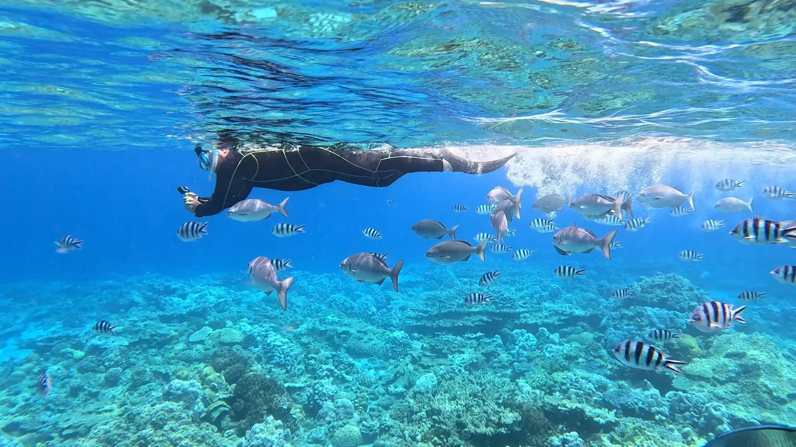 絶滅危惧種の貴重な鳥や群れで泳ぐイルカなど…世界自然遺産・父島の