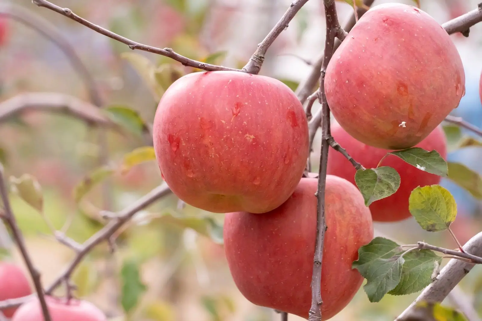 長野・青森産の“規格外りんご”使用の新シリーズが『氷結®』&『午後