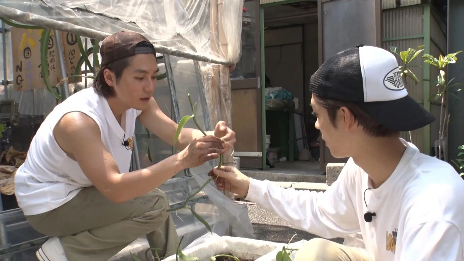 新宿DASH』全世界で1％の“天然バニラ”の栽培をスタート！人工ではない