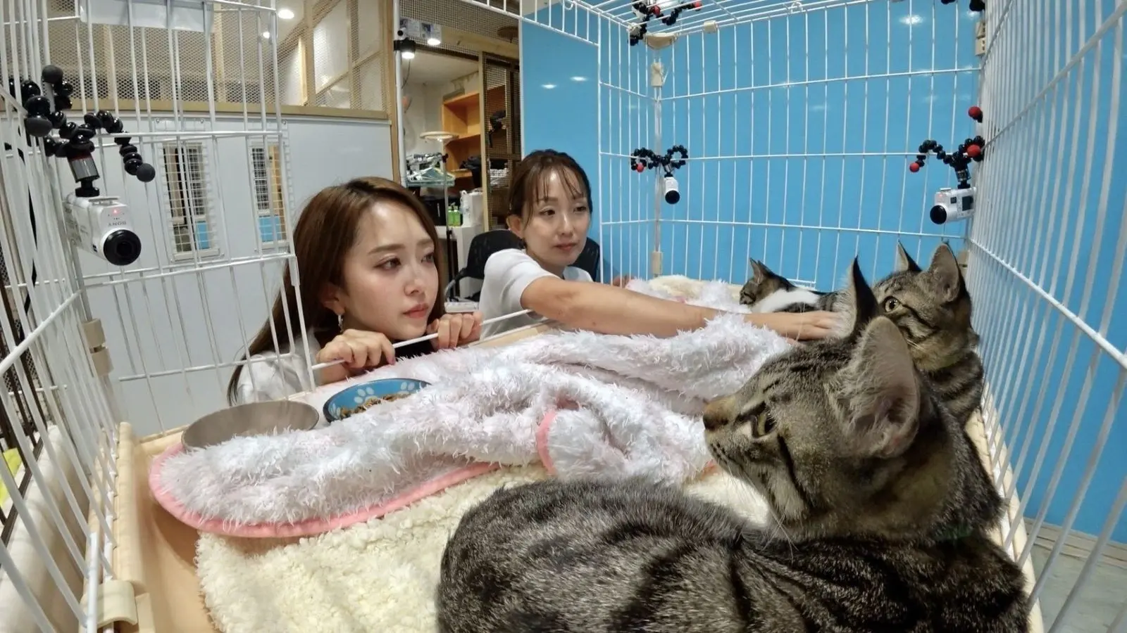 みりちゃむが保護猫・うみ一家と譲渡会へ！4か月の共同生活で5匹