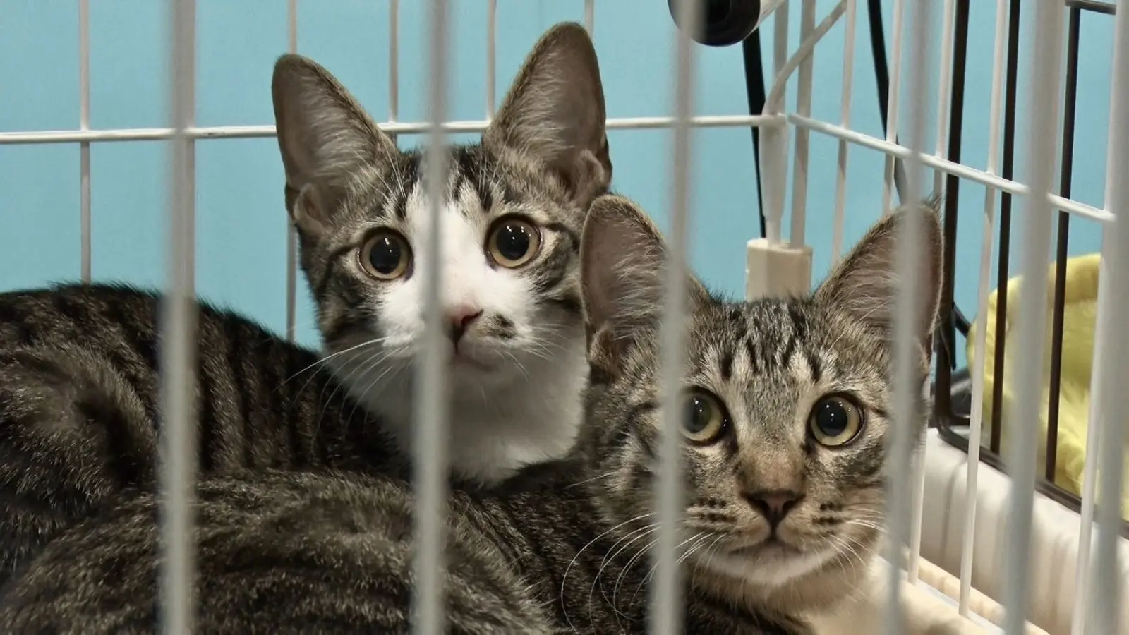 みりちゃむが保護猫・うみ一家と譲渡会へ！4か月の共同生活で5匹