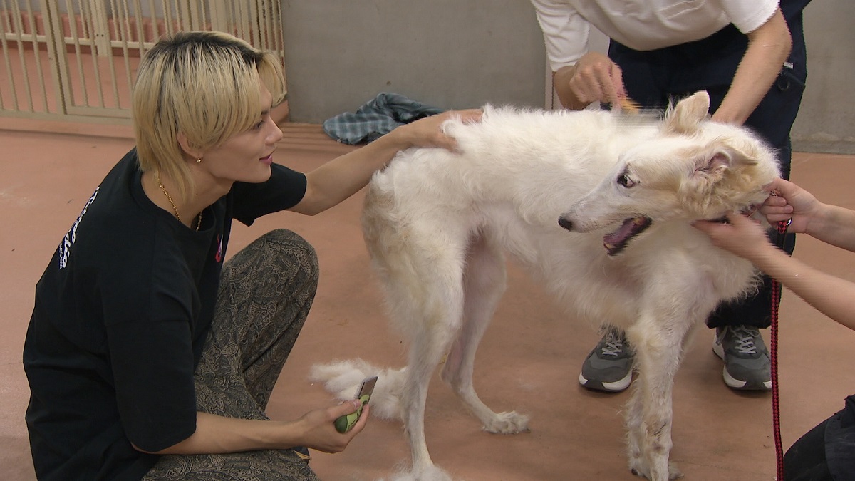 M!LK・佐野勇斗が相葉トリミングに参戦！初の超大型犬・ボルゾイに丁寧