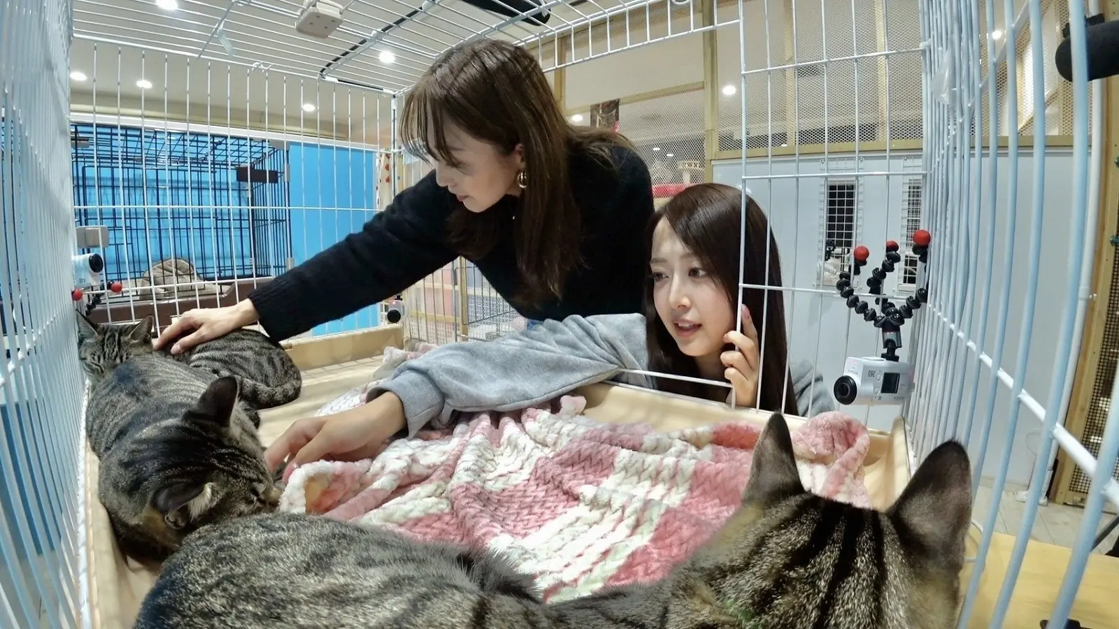 みりちゃむが預かる保護猫・うみ一家が2度目の譲渡会リベンジへ…178