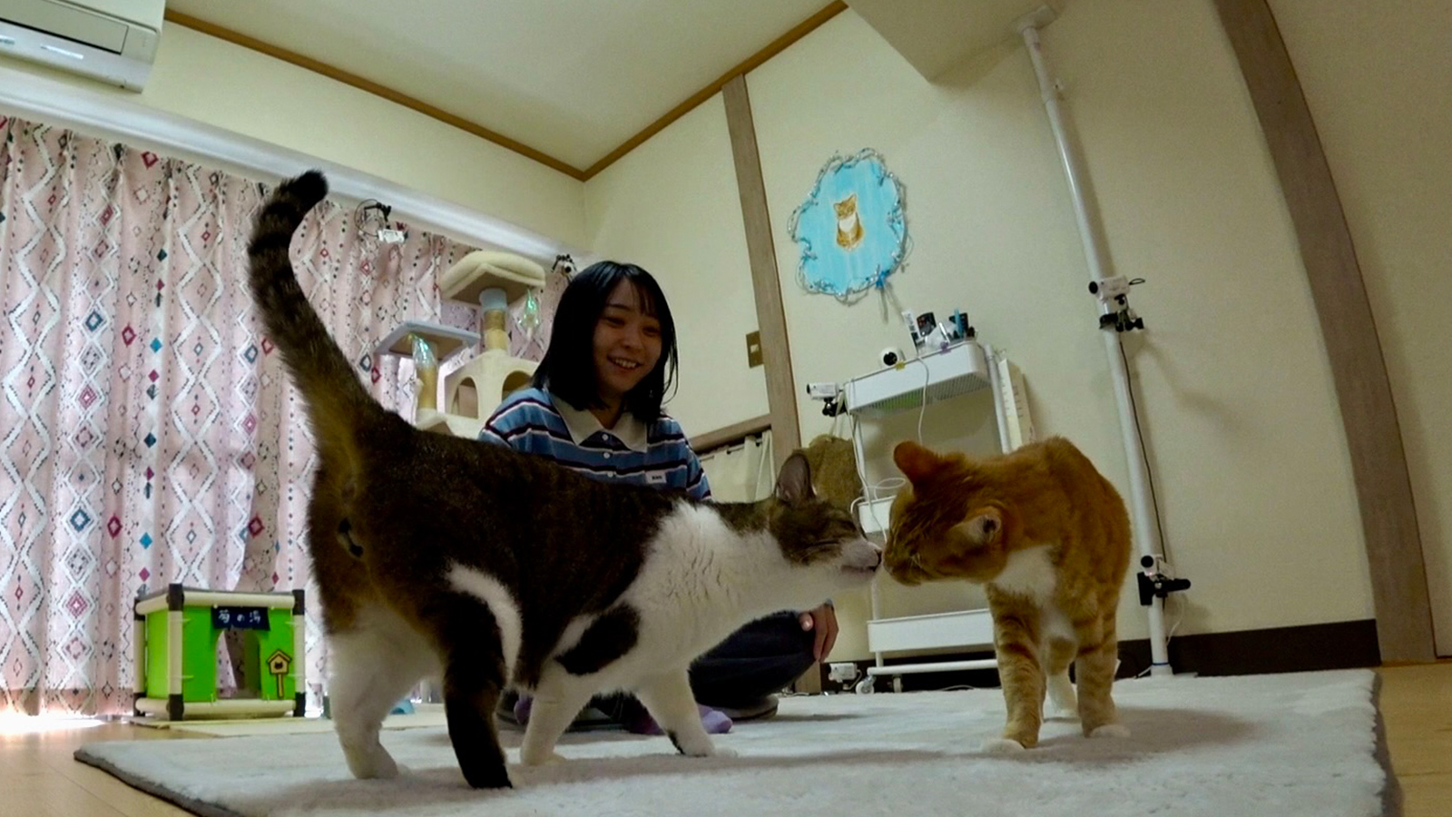 にゃんこスターのアンゴラ村長の写真